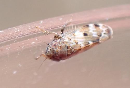 Sardius argus